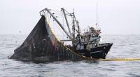 Imarpe recomendó que no haya segunda temporada de pesca en Perú por falta de anchoveta